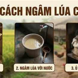 cách ngâm lúa cho gà đá