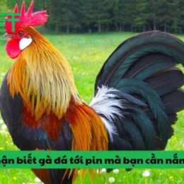 cách nhận biết gà đá cựa