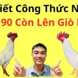 cách nuôi gà đá bị tang