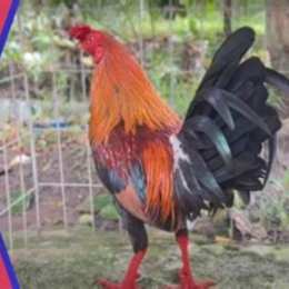 cách nuôi gà đá bo tốt