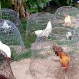 cách nuôi gà đá cua sat có lực