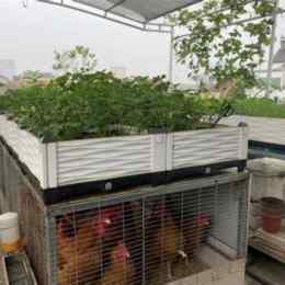cách nuôi gà đã từ nhỏ đến lớn