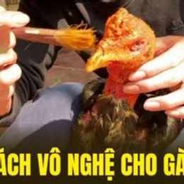 cách vào nghệ cho gà đá