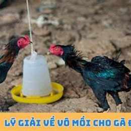 cách vô mồi cho gà đá