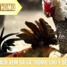 cách xem đá gà thomo trực tiếp
