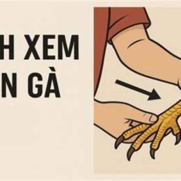cách xem gà chọi đá hay