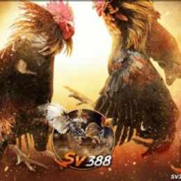 cài đặt đá gà sv388