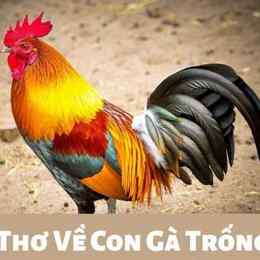 cap hay về gà đá