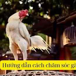 cham soc ga da