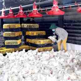chăn nuôi gà công nghiệp đã phát triển mạnh ở