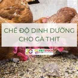 chế độ gà đá