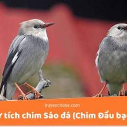 chim sáo đá gà