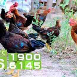 chó ăn đá gà ăn sỏi nghĩa đen