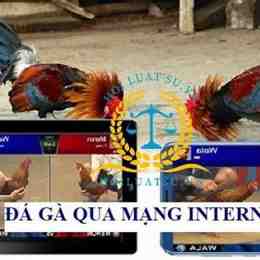 cho coi đá gà trên mạng