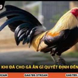 cho gà an gì trước khi đá