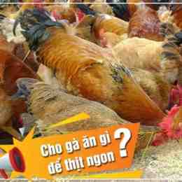 cho gà đã an chuối