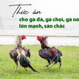 cho ga da