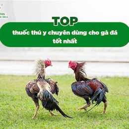 cho tốt gà đã bạc liêu