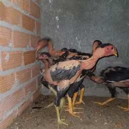 chợ tốt gà đã bình dương