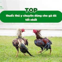 chó tốt gà đá cá màu