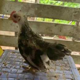 chợ tốt gà đã đồng nai