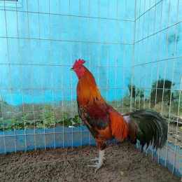 chợ tốt gà đá kien giang