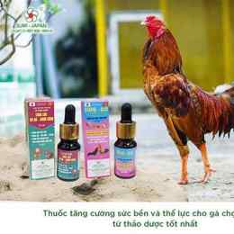 cho tốt gà đá quan 12