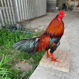 chợ tốt gà đã quận 4