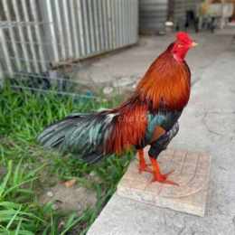 chó tốt gà đá quận 8