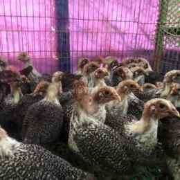 chợ tốt gà đã quận tân bình