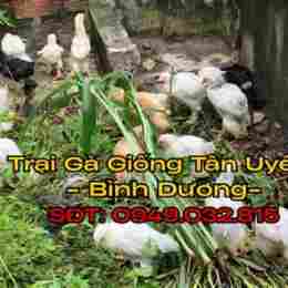 chợ tốt gà đã tân uyên bình dương