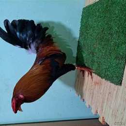 cho tốt gà đá tiền giang