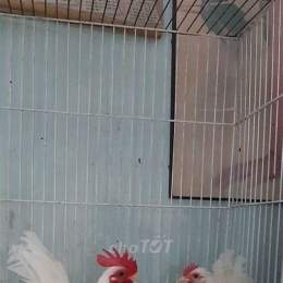 chợ tốt gà đã tphcm