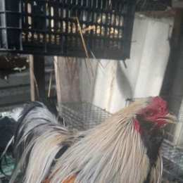 chợ tốt gà đã trà vinh