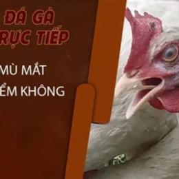 chữa gà bị đá vào mắt