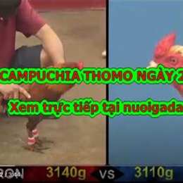 clip đá gà cpc3
