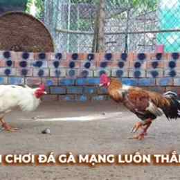 clip đá gà cú phúc bình dương
