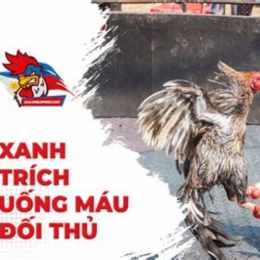 clip đá gà xanh trích uống máu đối thủ