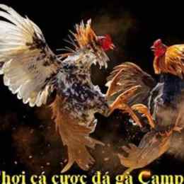 coi đá gà bên gò