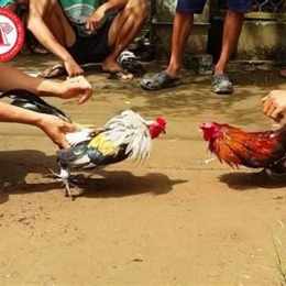 coi đá gà có bị phạt không