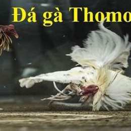 coi đá gà thomo 88