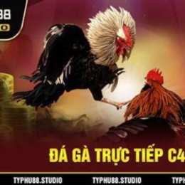 coi đá gà tonhon