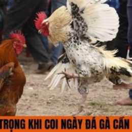 coi ngay ga da