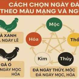 coi ngày màu mạng gà đá