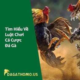 cược đá gà thomo