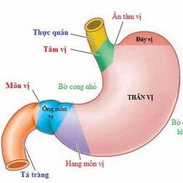 dạ dày gà có mấy ngăn