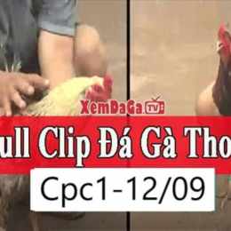 đá gà 12 1