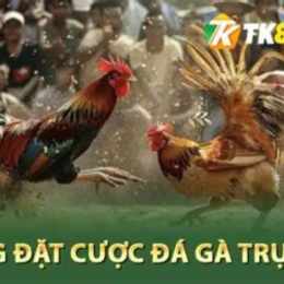 đá gà 13 thắng 9
