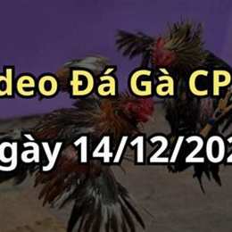 đá gà 14 tháng 3