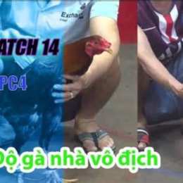 đá gà 14/5